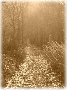 lonely path